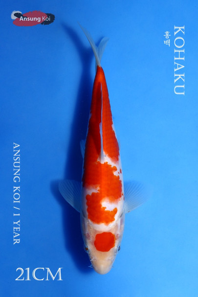 홍백 21cm