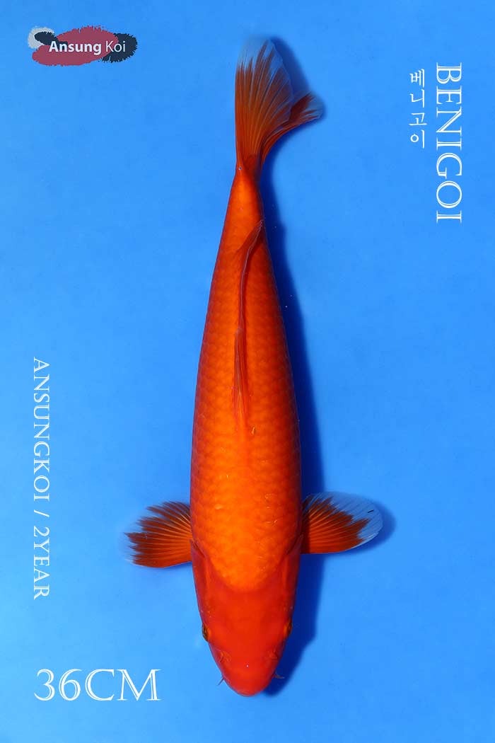 베니고이 36cm