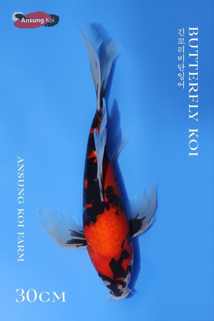 소화삼색 버터플라이코이 30cm