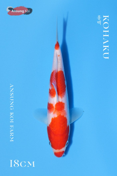 홍백 18cm
