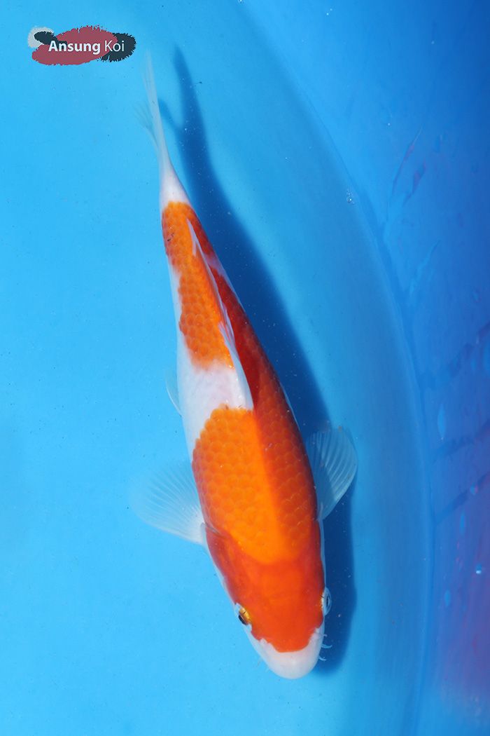 631_detail2.jpg