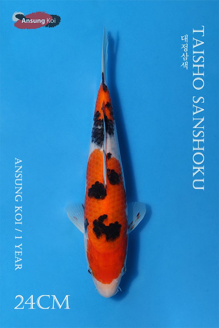 67_detail1.jpg
